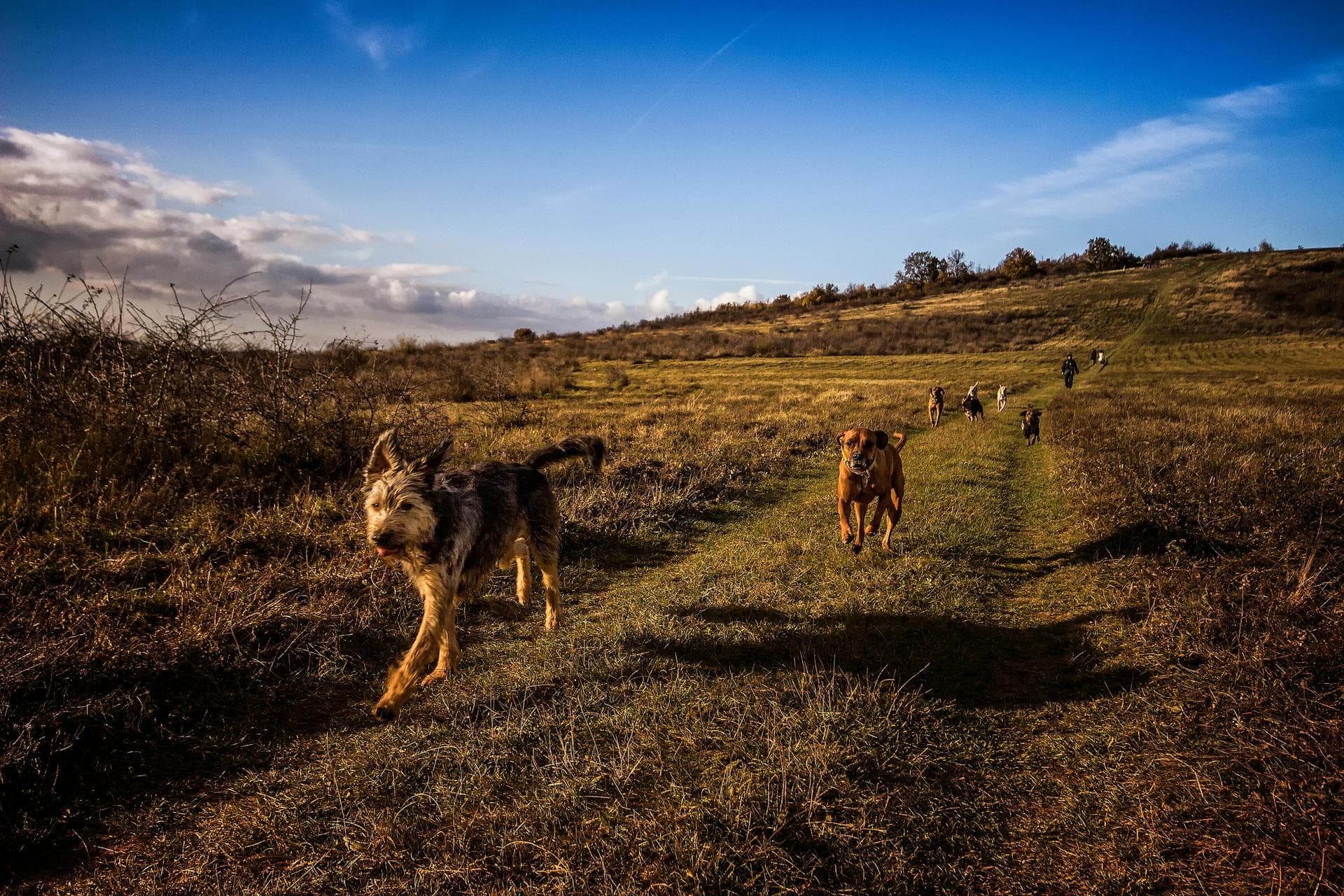 Dog & Cat Vets in Haywards Heath