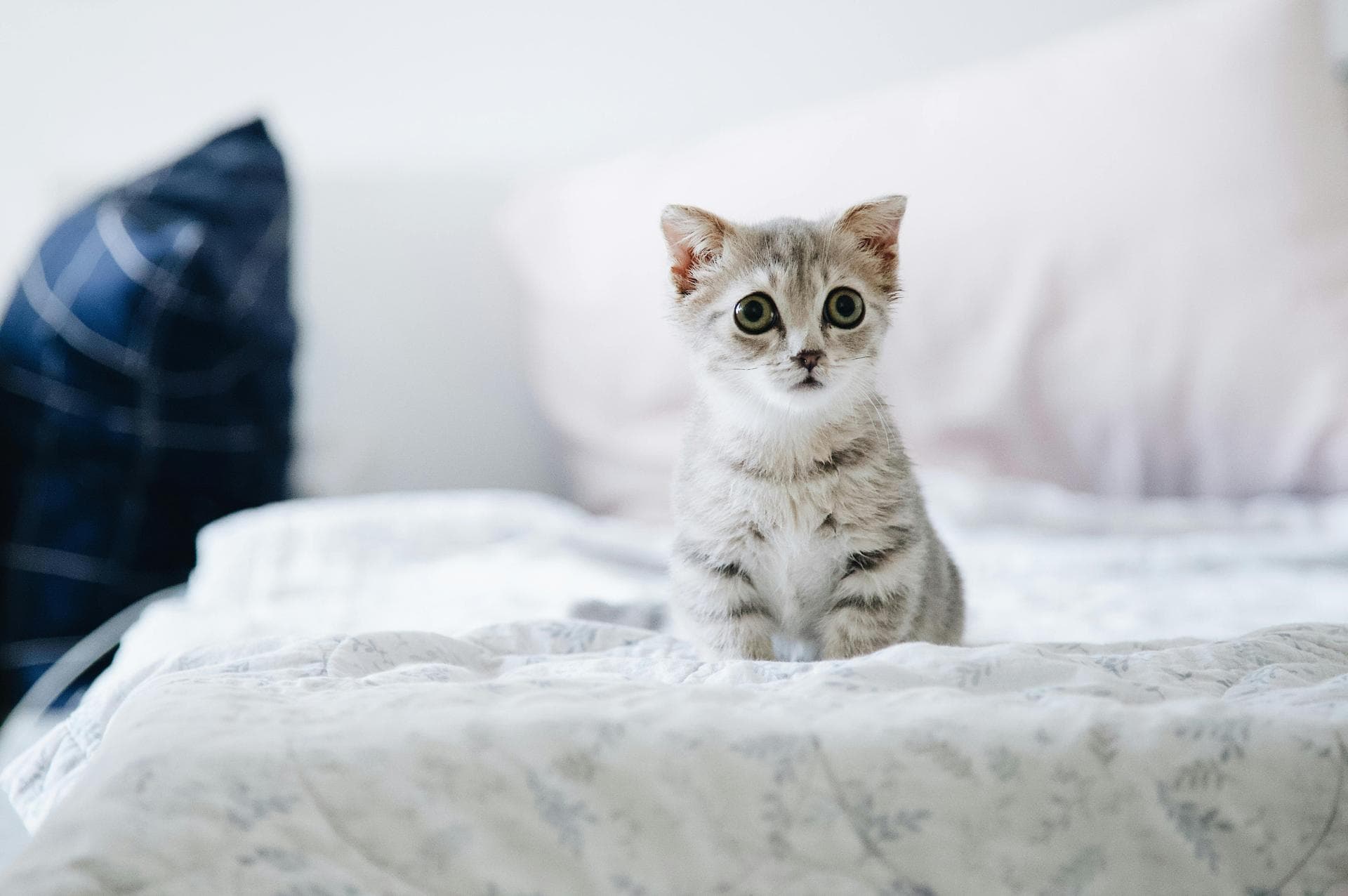 Cat Cremation Prices in East Sussex